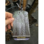 Гліцинія китайська 180 см 